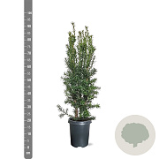 Taxus media 'Hicksii' 60-80 cm 4,0L