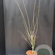 Acer pal. 'Orange Dream' 60-80 cm 5,0L