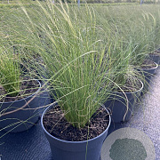 Stipa tenuissima 'Ponytails' GM 2,0L