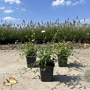Erigeron karvinskianus GM P9