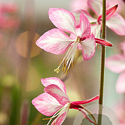 Gaura l. Rosy Jane GM P9