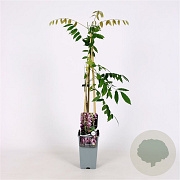 Wisteria flor. 'Honbeni' 70 cm 2,0L