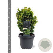 Chamaecyparis o. 'Nana Aurea' 25-30 cm 5,0L