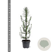 Pinus pinea 60-80 cm 5,0L