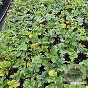 Acanthus mollis GM 2,0L