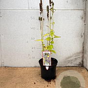 Agastache 'Blue Fortune' GM 2,0L