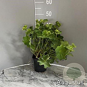 Alchemilla mollis GM 2,0L