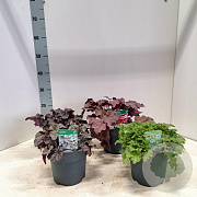 Heuchera Gemengd 15-20 cm 2,0L