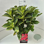 Hydrangea m. 'Rotkehlchen' 40-50 cm 10L