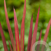 Imperata cylindrica 'Red Baron' GM P9