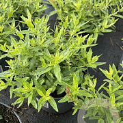 Lythrum sal. 'Robert' GM 2,0L