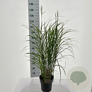 Miscanthus sin. 'Dronning Ingrid' 60-90 cm 6,5L