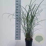 Miscanthus sin. 'Serengeti' 120-130 cm 6,5L