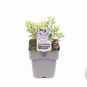 Perovskia atripl. 'Little Spire' GM 2,0L