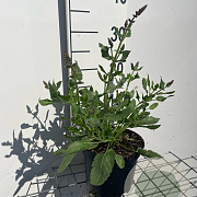 Salvia nem. 'Rose Queen' GM 2,0L