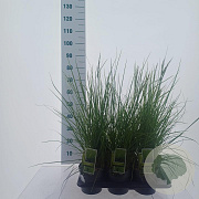Sesleria 'Greenlee' 70-80 cm 2,5L