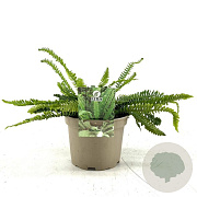 Blechnum spicant GM P9