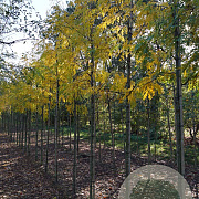 Gleditsia triac. 'Skyline' 12-14 HO draadkluit