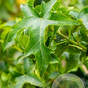 Liquidambar s. 'Lane Roberts' 18-20 HO draadkluit
