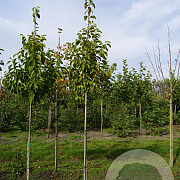 Magnolia kobus 12-14 HO draadkluit