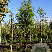 Metasequoia glyptostroboides 18-20 HO draadkluit