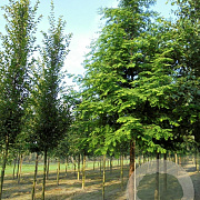 Metasequoia glyptostroboides 30-35 HO draadkluit