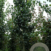 Pyrus c. 'Beech Hill' 14-16 HO draadkluit