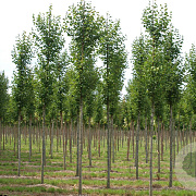 Tilia cordata 'Roelvo' 12-14 HO draadkluit