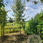 Tilia europaea 'Pallida' 20-25 HO draadkluit