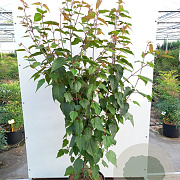 Acer capillipes 175-200 cm cont. 110L meerstammig