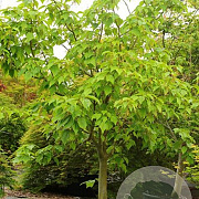 Acer conspicuum 'Silver Vein' 200-250 cm cont. 110L meerstammig