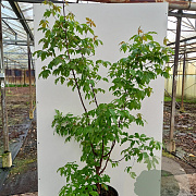 Acer griseum 125-150 cm cont. 70L meerstammig