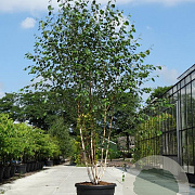 Betula utilis jacquemontii 200-250 cm cont. 110L meerstammig