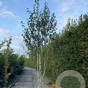 Betula utilis jacquemontii 300-350 cm cont. 110L meerstammig