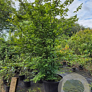 Carpinus betulus 250-300 cm cont. 110L meerstammig