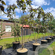 Catalpa erubescens 'Purpurea' 200-250 cm cont. 110L meerstammig