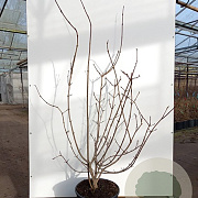 Calycanthus r. 'Hartlage Wine' 150-175 cm cont. 110L meerstammig