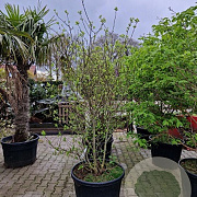 Chimonanthus praecox 175-200 cm cont. 110L meerstammig