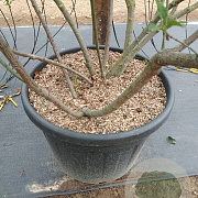 Euonymus europaeus 175-200 cm cont. 110L meerstammig