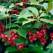 Euonymus planipes 150-175 cm cont. 70L meerstammig