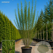 Frangula alnus Fine Line 150-175 cm cont. 110L meerstammig