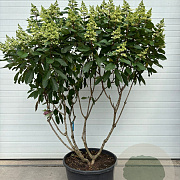 Hydrangea pan. Pinky Winky 125-150 cm cont. 70L meerstammig