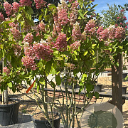 Hydrangea pan. Pinky Winky 150-175 cm cont. 70L meerstammig