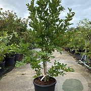 Magnolia loebneri 'Leonard Messel' 175-200 cm cont. 70L meerstammig