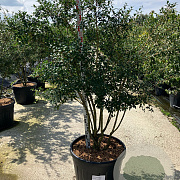 Osmanthus burkwoodii 150-175 cm cont. 110L meerstammig
