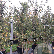 Prunus incisa 'Fujiyama' 175-200 cm cont. 55L meerstammig