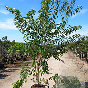 Prunus maackii 'Amber Beauty' 250-300 cm cont. 70L meerstammig