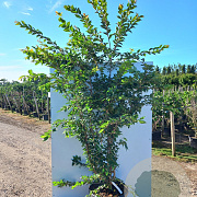 Prunus subh. 'Autumnalis' 200-250 cm cont. 110L meerstammig