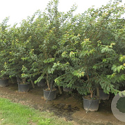 Prunus subh. 'Autumnalis' 250-300 cm cont. 110L meerstammig