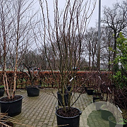 Prunus ser. 'Royal Burgundy' 200-250 cm cont. 110L meerstammig